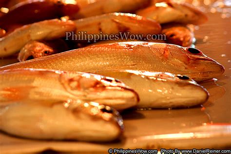 dalagang bukid fish in english|COMMON FISH IN THE PHILIPPINES AND .